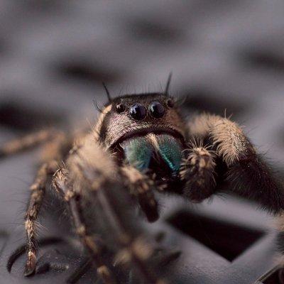 Jumping Spider