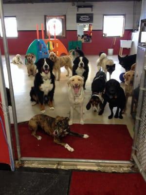 Just a few of the dogs in the inside daycare on a cold, wet day!