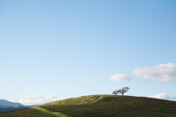 The Hillside Tree