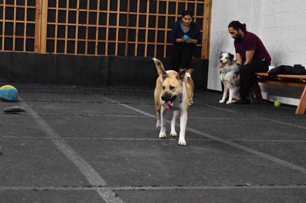 Indoor dog park