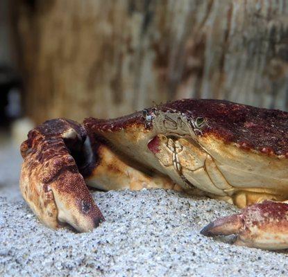 crabs in the tanks