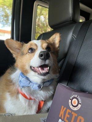 A happy corgi