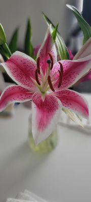 The heat opened my Stargazer lily.