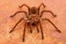 Photo of Goliath Bird Eating Spider R.