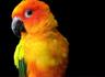 Photo of LucyTheParrot C.