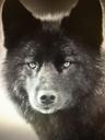 Photo of Black Wolf R.