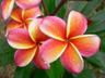 Photo of Plumeria S.