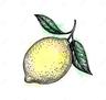 Photo of Lemon C.