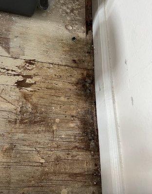 Mold found in bedroom I sleep in