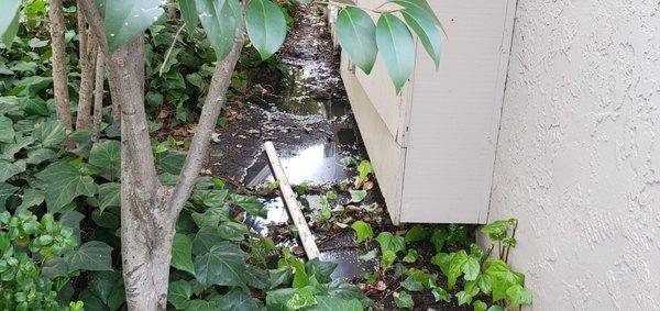 Sewage water in the landscaping by our building.