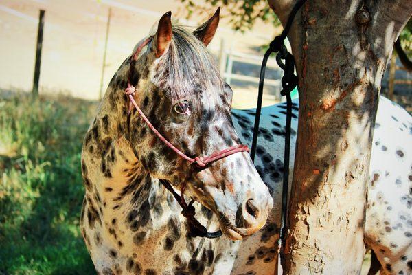 Cherished Partner Horsemanship