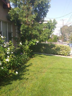 Front Lawn (08/18/20). #DavilaLandscaping #BellGarden #Gardening #Landscaping