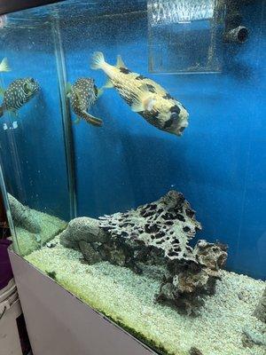 Aquarium inside store