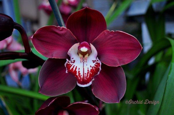 Cym. Khan Fury 'Black Plum'© Orchid Design