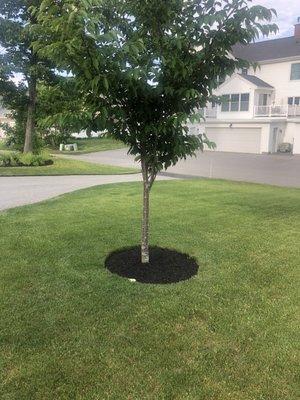 Tree in back yard