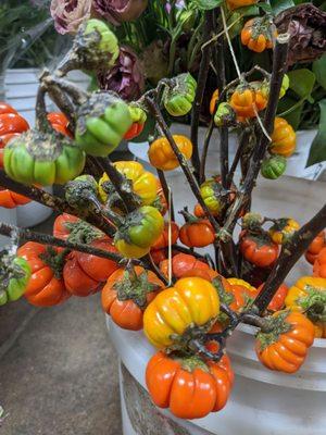 Mini pumpkins on a stem