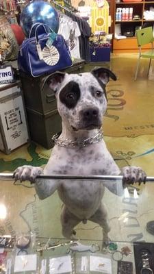 "More treats please!" We're dog friendly! Hand picked designer dog supplies are available in store.