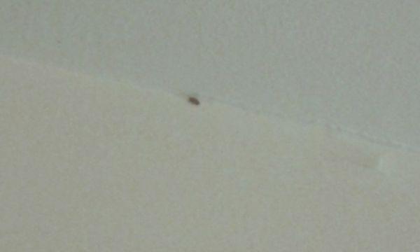 a bat bug near my ceiling - where they like to hang out in order to search for bats