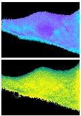 Intracellular levels of unbound FFA