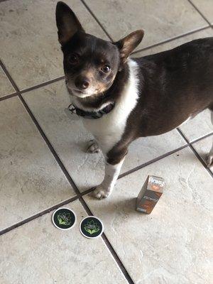 Store mascot Minnie bragging about our dog CBD tinctures!