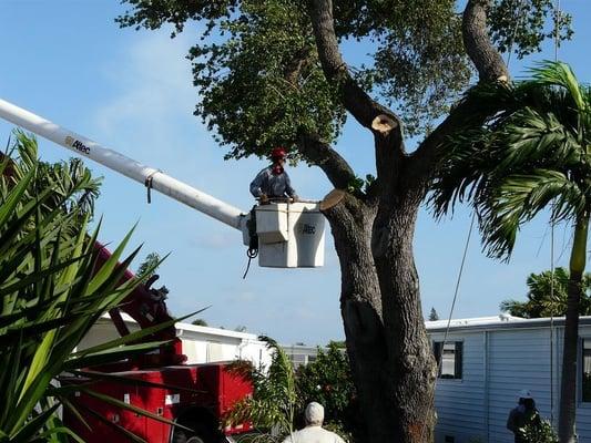 G&V Shalom Tree Care