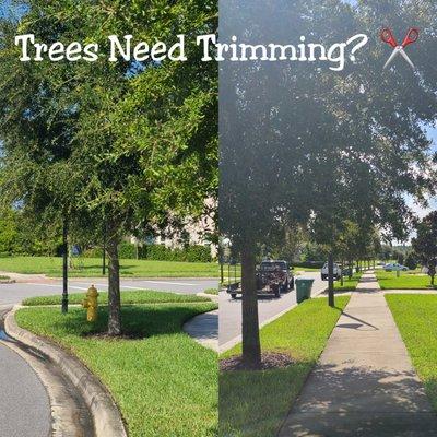 We do Tree Trimming! Very Affordable and a great add on to your service or stand-alone