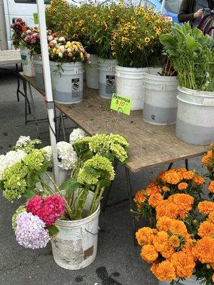 Colorful blooms