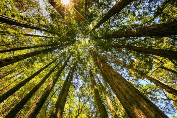 Our beautiful redwoods of Mill Valley