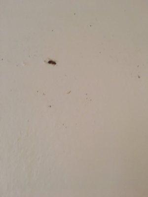 Cockroach Infested Apartments. Joe used to spray but stopped.