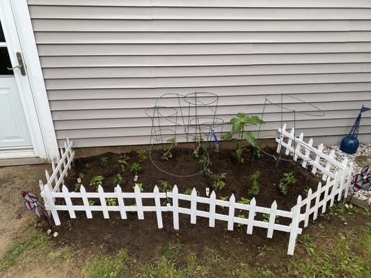 Garden 2023!! Ton of different hot Pepps, tomatoes, basil, cilantro . And a sunflower