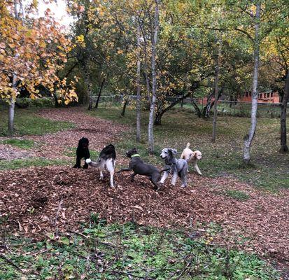 They love playing with their friends in the pack!