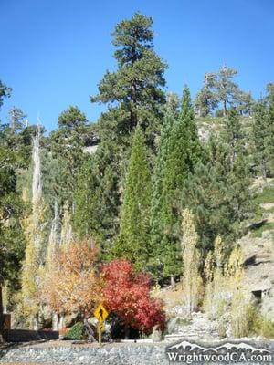 Big Pines Nature Trail