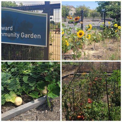 Hayward Community Garden