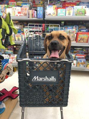 So this happened. We went to Petsmart, Michael's and Marshalls. they were ok with Sherlock as long as he was in the cart.