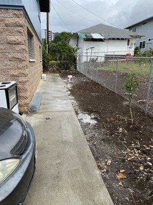 AFTER - sidewalk and removal of all the tall trees (basically the entire dirt area used to be tall trees and roots)