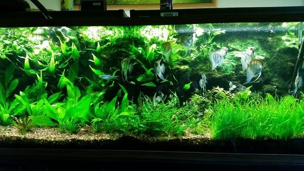 Irene's planted tank