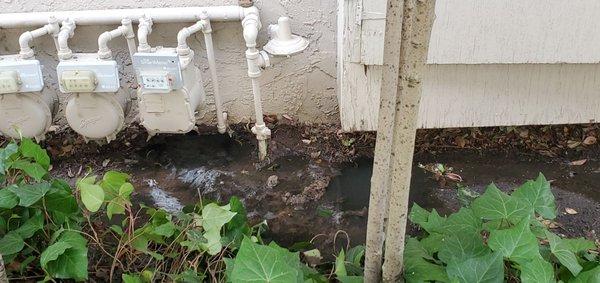 Sewage water draining from our building.