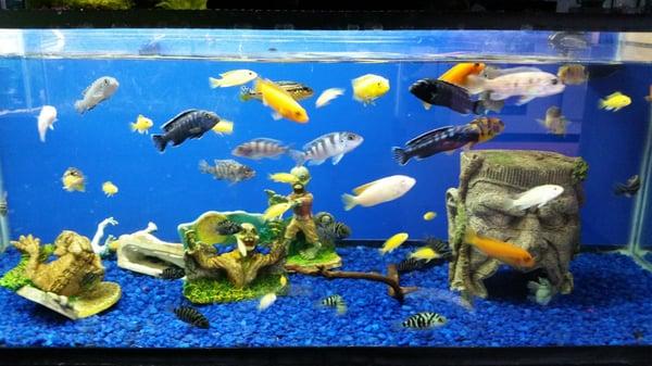 African cichlids