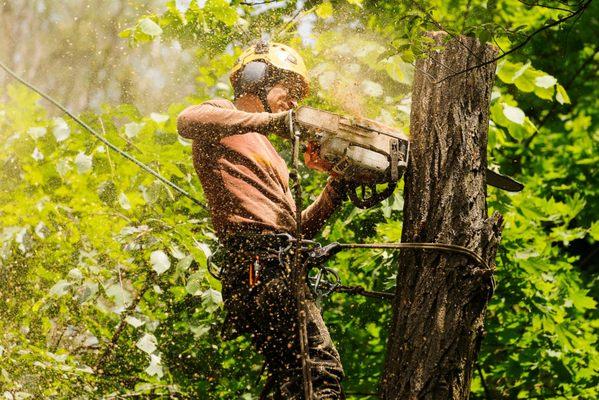 tree trimming