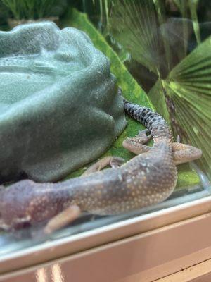 Sick and wounded gecko