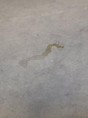 Dog urine in the courtyard