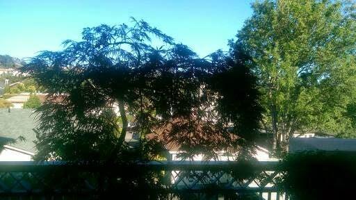 Photo taken from Assisted-Living, first floor balcony.  Silouhette of one of the Japanese Maples at sunset.