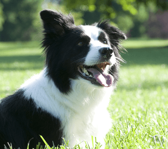 Guardian Pet Fence