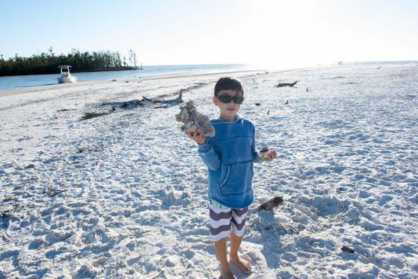 Some of the best shelling in the world can be found in the 10,000 islands!