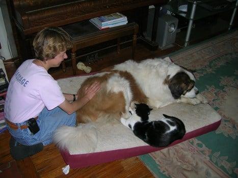 Easing Paw is offering Daisy Healing Touch for Animals