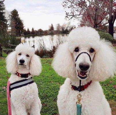 Roman and Ruby enjoying their morning walk:)