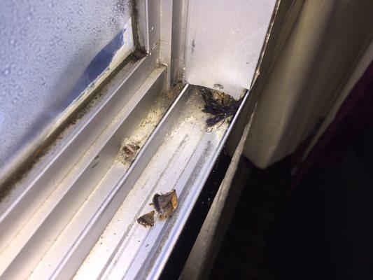 Dead bugs in the windowsill