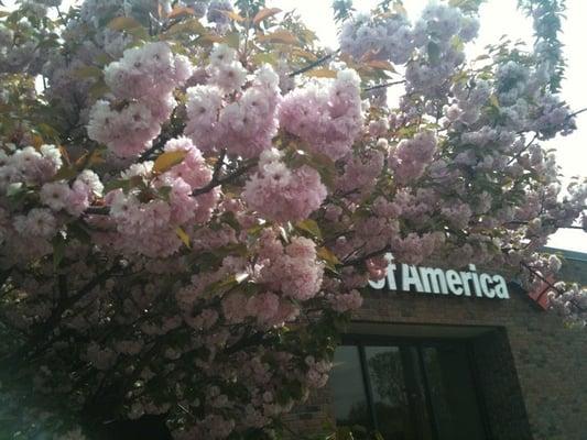 Cherry blossom front door