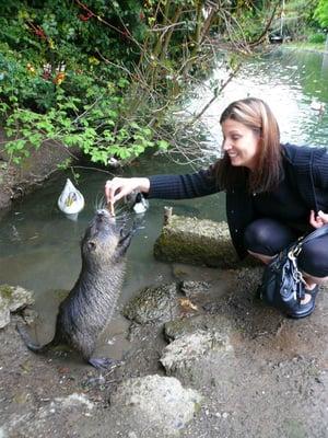 My pal the Nutria