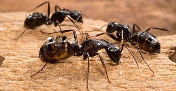 House Ant Exterminating NJ 732-698-8387